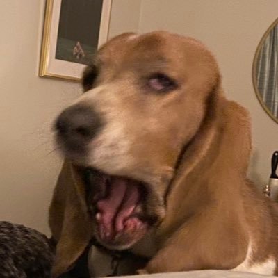 sage advice, funny dog/cow stories, and occasional bachelor tweeting all wrapped up in one twitter.