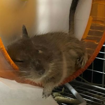 アイコンは先代リチャードくん🌈2021.8.18♂ルカくん3歳🐭
2024.7.10♂キラくん1歳🐭
小動物好きさん&デグ友さん大募集🐭😊🤝😊フォローはお気軽に!
無言フォロー失礼します🙏
飼い主はYUI。ポケGOとアニメとジャニーズが好き。デグーさん達のお話と時々飼い主の日常。
