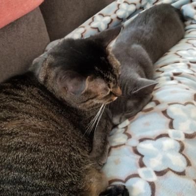 Stay-At-Home kitties in charge of napping & naborhood watch and taking care of the humom @IAmTheAprilFool. Tabbytude Monken & Russian Blue Freyja.