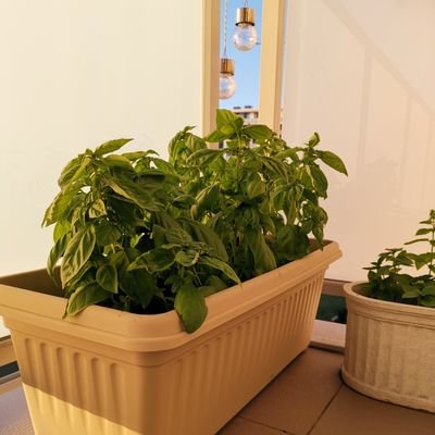 sallammoe's profile picture. 