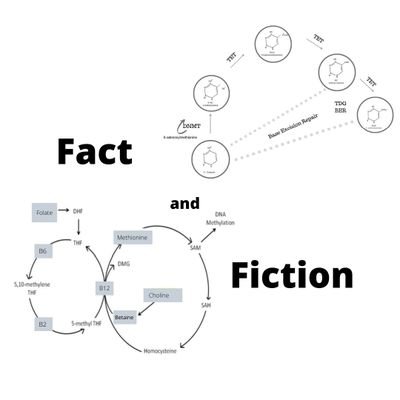 Track recent nutritional epigenetic news, peer reviewed publications and clinical trials. Sorting fact from fiction.