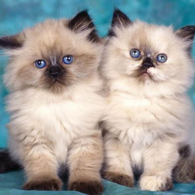 If you like Cats and Kittens this is the right page for you! Here we post cute pictures of cats and kittens, so if you like cats make sure to like our page! 🐱