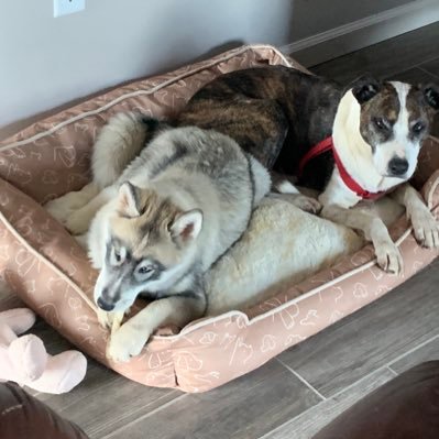 bobsbuddy's profile picture. 