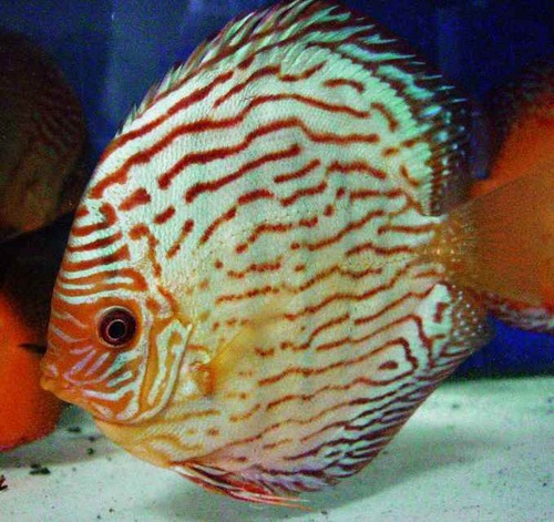 akusakawanaka's profile picture. 「観る」魚が大好きです。食べるのも大好きですが…。
熱帯魚や金魚を飼っています。キノコ狩りとスキーも大好き!!
それに、仕事がら、農産物の本当の「旬」を知って欲しいといつも願っています。