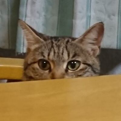 ネコ😸ちゃん好き💕
2019 6/1 保護ネコちゃん♀️お迎えしましたぁ🎵
#猫 #ネコ #仔猫 等の情報交換出来れば嬉しいです。無言フォロー失礼しますニャン🐾 バスケ🏀飯テロ少々。
画像,動画の無断使用/転載禁止ニャ🐾