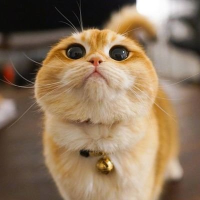 atan2d's profile picture. rick morty