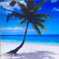 Foxfield Palm (@foxfldpalm1) 's Twitter Profile Photo Foxfield Palm (@foxfldpalm1) 's Twitter Profile Photo