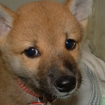 Downist 竜巻の被害で行方不明だった犬が見付かったってニュース見てたら 犬 の名前がワン太郎で 飼い主の男の子のコメントが 前よりきれいになった だったから朝から大爆笑してしまった 大きな被害にあったのに ほっこりニュースをありがとう