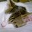 YRUFURY's profile image