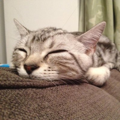 1Xj50IXNKhXOR3K's profile picture. 成人済、骨格ストレート、アニメゲームも大好き垢