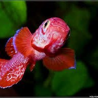 We combine lab and field work to study evolutionary ecology of fishes: ageing and life history, brood parasitism and reproductive behaviour.