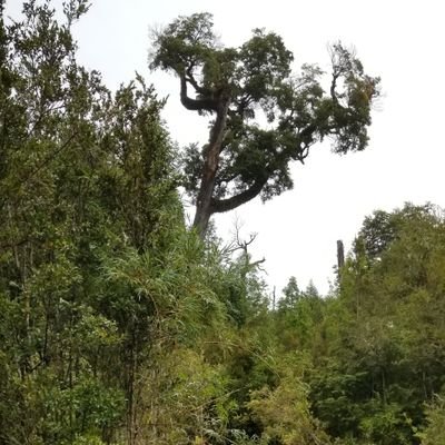 RodrigoVelizS's profile picture. 