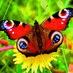 Brian O Dowd (@allonemind) Twitter profile photo Brian O Dowd (@allonemind) Twitter profile photo