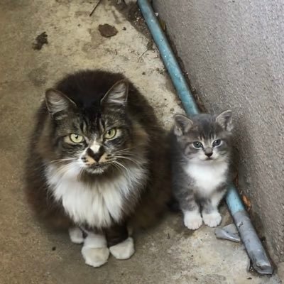 まこっちゃん いつも拝見しております オニゴーリ の育成論を是非お伺いしたいです