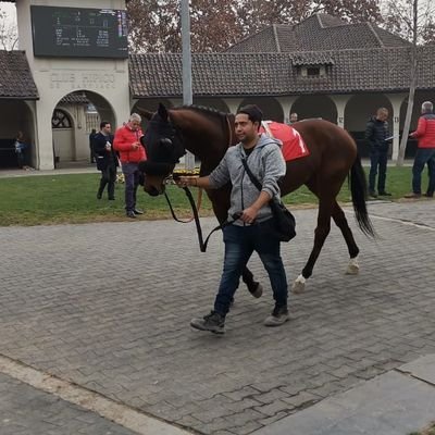 Entrenador de caballos pura sangres de carreras-seguidor de los deportes especialmente del beisbol 100% magallanero