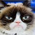 Stella Cheung (@stellayfcheung) Twitter profile photo Stella Cheung (@stellayfcheung) Twitter profile photo