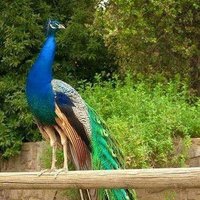 செல்வி (@imanuvel89) 's Twitter Profile