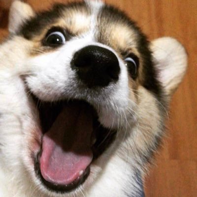 anyeong! šš» posting cute dog and cat pics ā¤ļøāŗļø