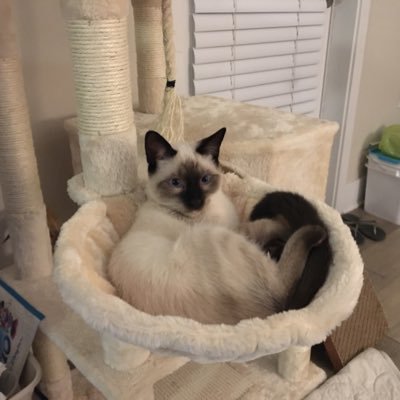 Charlysiam's profile picture. シャム猫チャーリーです。日本語名はチャリ蔵 よくお喋りします😸 2019年7月4日生まれ 保護猫です。 好きな人:美味しいご飯をくれるパパ、ママ 大好物はロイヤルカナンの缶詰