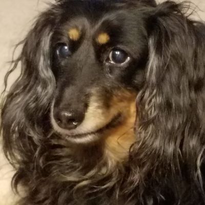 Deck view & Doxie dog keeping me sane.
Love all critters |
Resister |
Anti-Trump & Anti- MAGA | Democracy Over Autocracy |
#VoteBlueToSaveAmerica