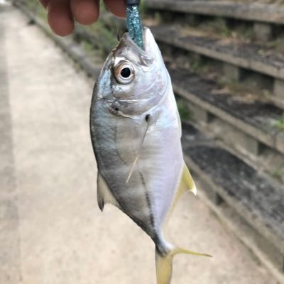 ちーちゃい魚しか釣れないへたっぴです 1000円ロッドでなんとかやってます笑