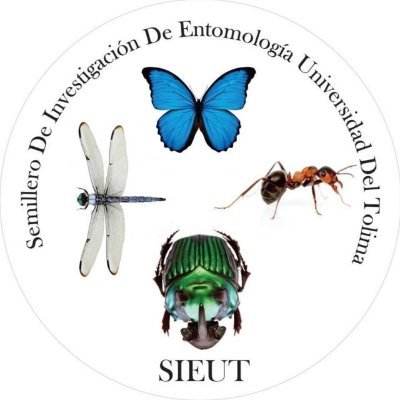 Página Oficial
Semillero de Investigación de Entomología Universidad del Tolima. 
Divulgador científico para saber más de insectos.
By: Biólogos & Agrónomos.