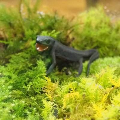 hokke54027967's profile picture. おなしゃす