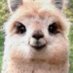 xalpakaz (@xalpakaz) Twitter profile photo xalpakaz (@xalpakaz) Twitter profile photo