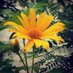 Fazla (@fazla83477643) Twitter profile photo Fazla (@fazla83477643) Twitter profile photo