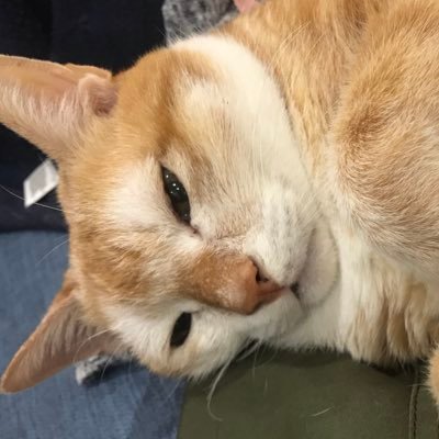 小煤炭さんのプロフィール画像