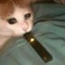 chill cosby (@catnvapecombo) Twitter profile photo chill cosby (@catnvapecombo) Twitter profile photo