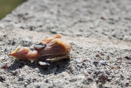 Nevermeantca's profile picture. Thy will be done, your kingdom come.