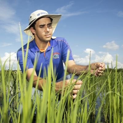 Sugarcane and rice extension, University of Florida IFAS. 🌾🐊 History enthusiast. Runner. Swimmer. Curler. 👟🏊🥌