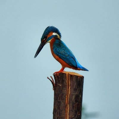 This project highlights the unique biodiversity in Tirupati and the surrounding Eastern Ghats landscape. Based at IISER Tirupati.