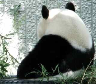 setagaya_pamp's profile picture. Ｊ発足以来の、サンフレサポです。
故郷広島を離れた後、大阪、千葉、世田谷とアウェイからサポートしています。
ピースウィングへ移ってからは、帰広頻度爆上がり中ですが、今後も日本全国遠征します。