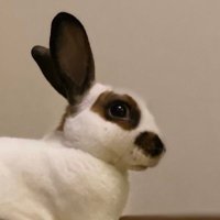 ぽろとだいごろう+けんしろう (@polodaiken_hase) 's Twitter Profile Photo ぽろとだいごろう+けんしろう (@polodaiken_hase) 's Twitter Profile Photo