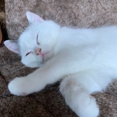 ゲーム・アニメ・野球(ソフトバンクホークス)。unityでゲーム作れるようになりたいのですがあんまり、、、。わんこもにゃんこも好きです。