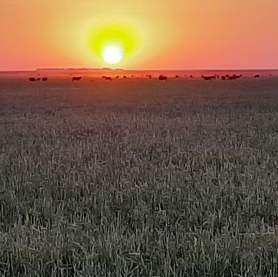 ingeniero agrónomo