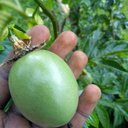 Roy Smart farm - @farm_roy - Twitter