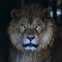 🅺🅷🅰️🅻🅸🅳 🇧🇭 (@111555khalid) 's Twitter Profile