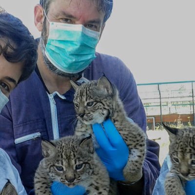 Trabajando con gatos grandes. Centro de cría en cautividad de Lince ibérico Zarza de Granadilla