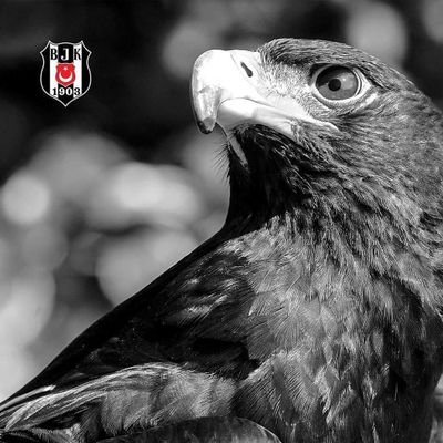 Tatancan1's profile picture. Aktifim