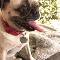 Dustin Day (@pastedtoast) 's Twitter Profile