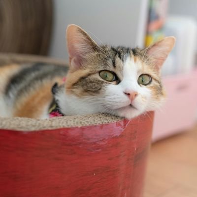 cat_cafe_sakura Profile Picture