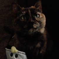 Elias~⭐️ (@alilvoid) 's Twitter Profile