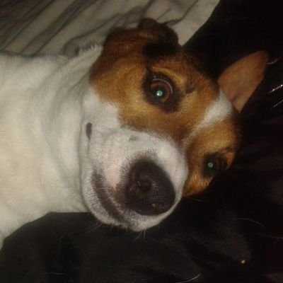 Dog lover JackRussells Love Family and Country