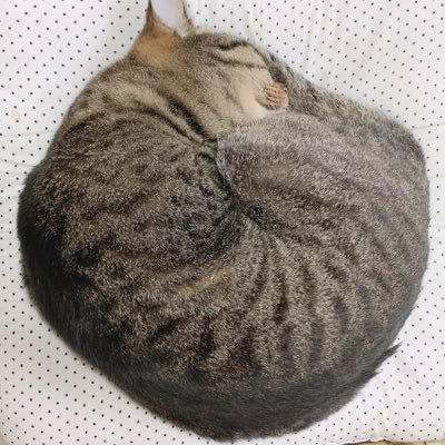 gYGxOndEGNoR2Xz's profile picture. わんす
