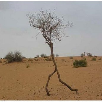 accounting_tree's profile picture. 枝を広げていきたい職業会計人