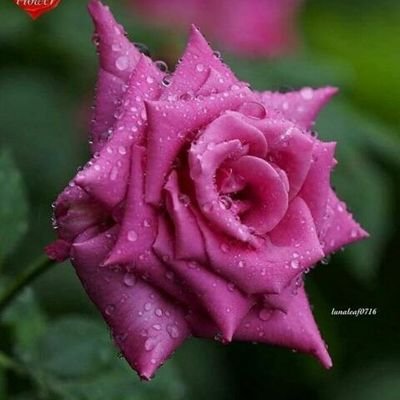 Meera02384220's profile picture. Just a lady after her goals in life.......😍