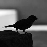 鳥井さんのプロフィール画像